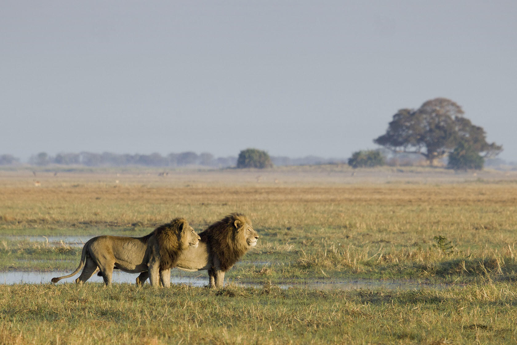 Lions and Big Cats from Busanga Bush Camp