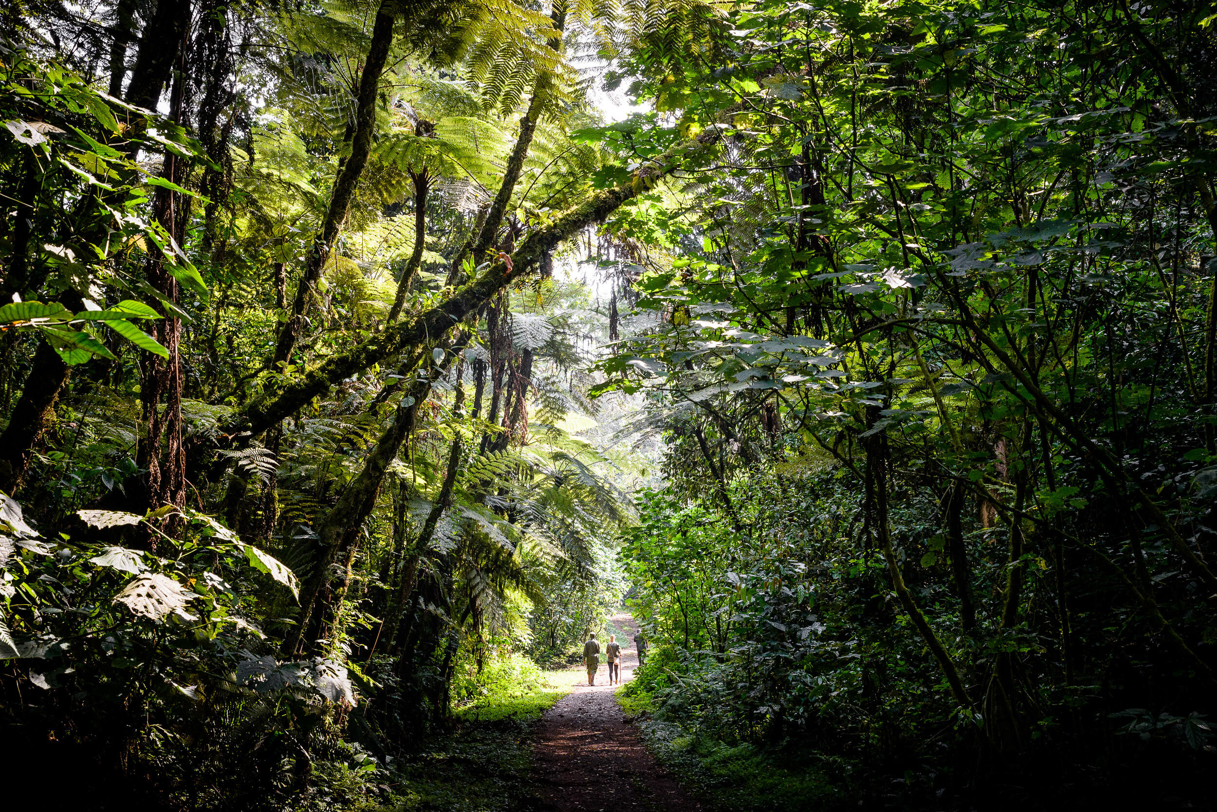 Walking Safaris from Sanctuary Gorilla Forest Camp Deck