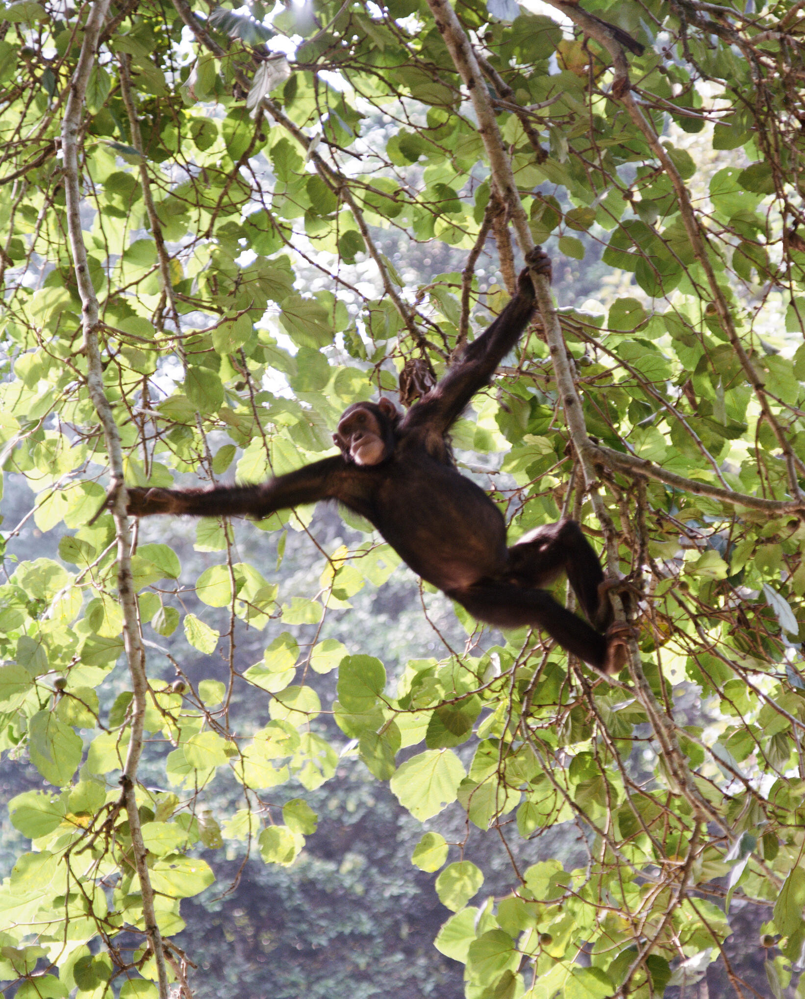 Chimpanzees at Kyambura Gorge Lodge