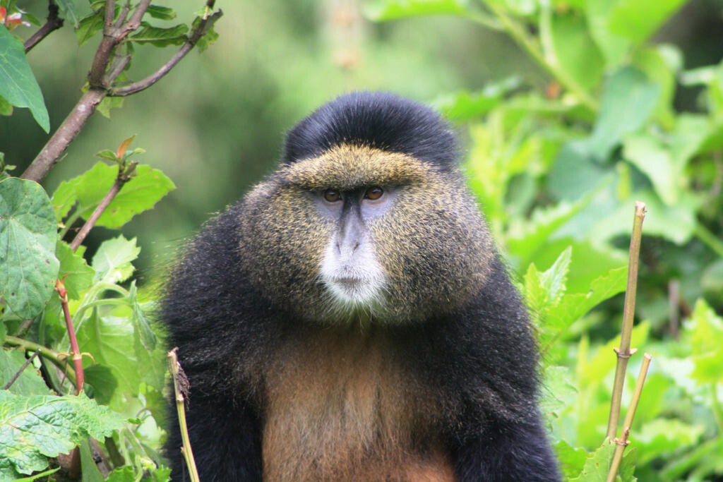 Golden Monkey Trekking from Virunga Lodge