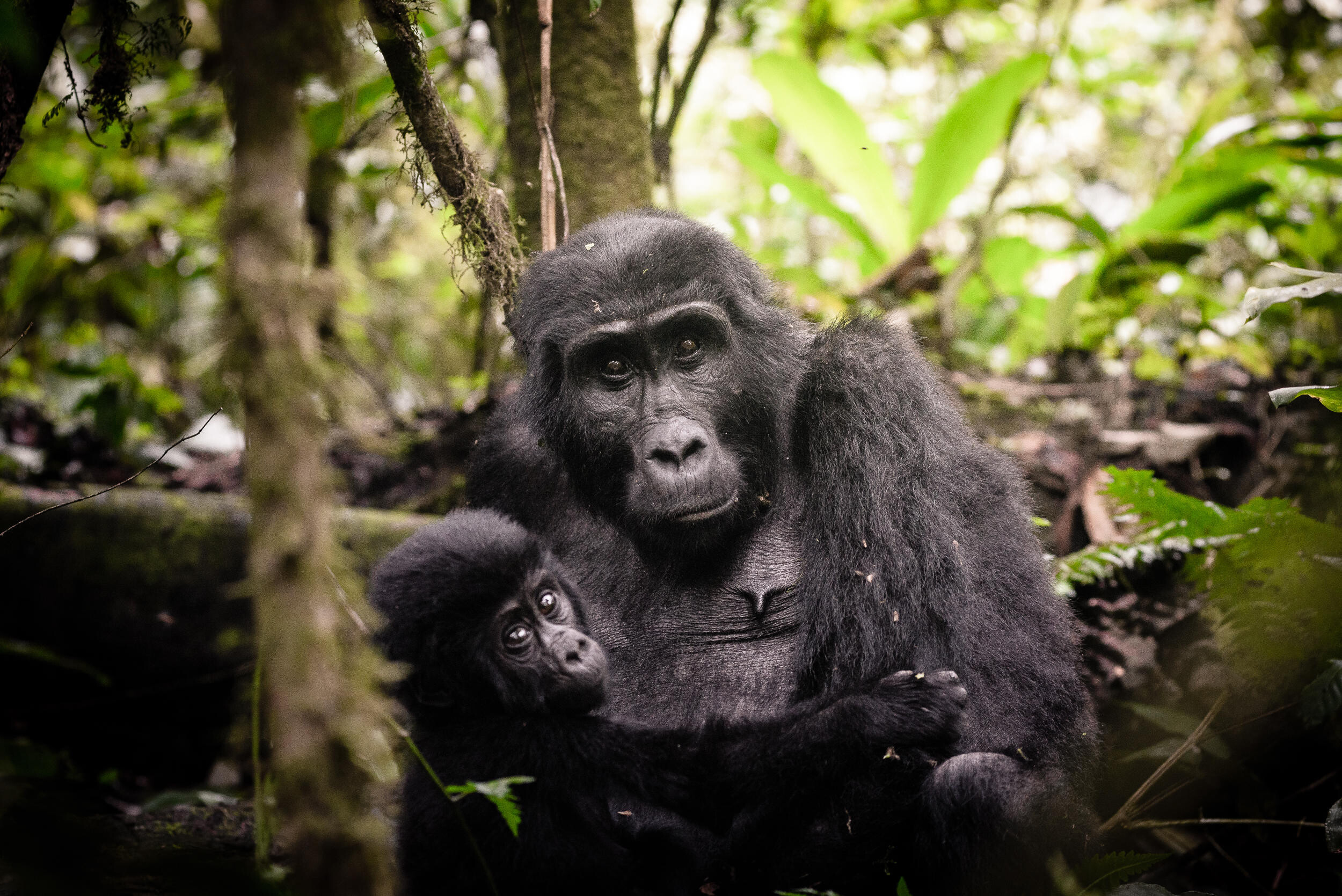 Gorilla Trekking from Sanctuary Gorilla Forest