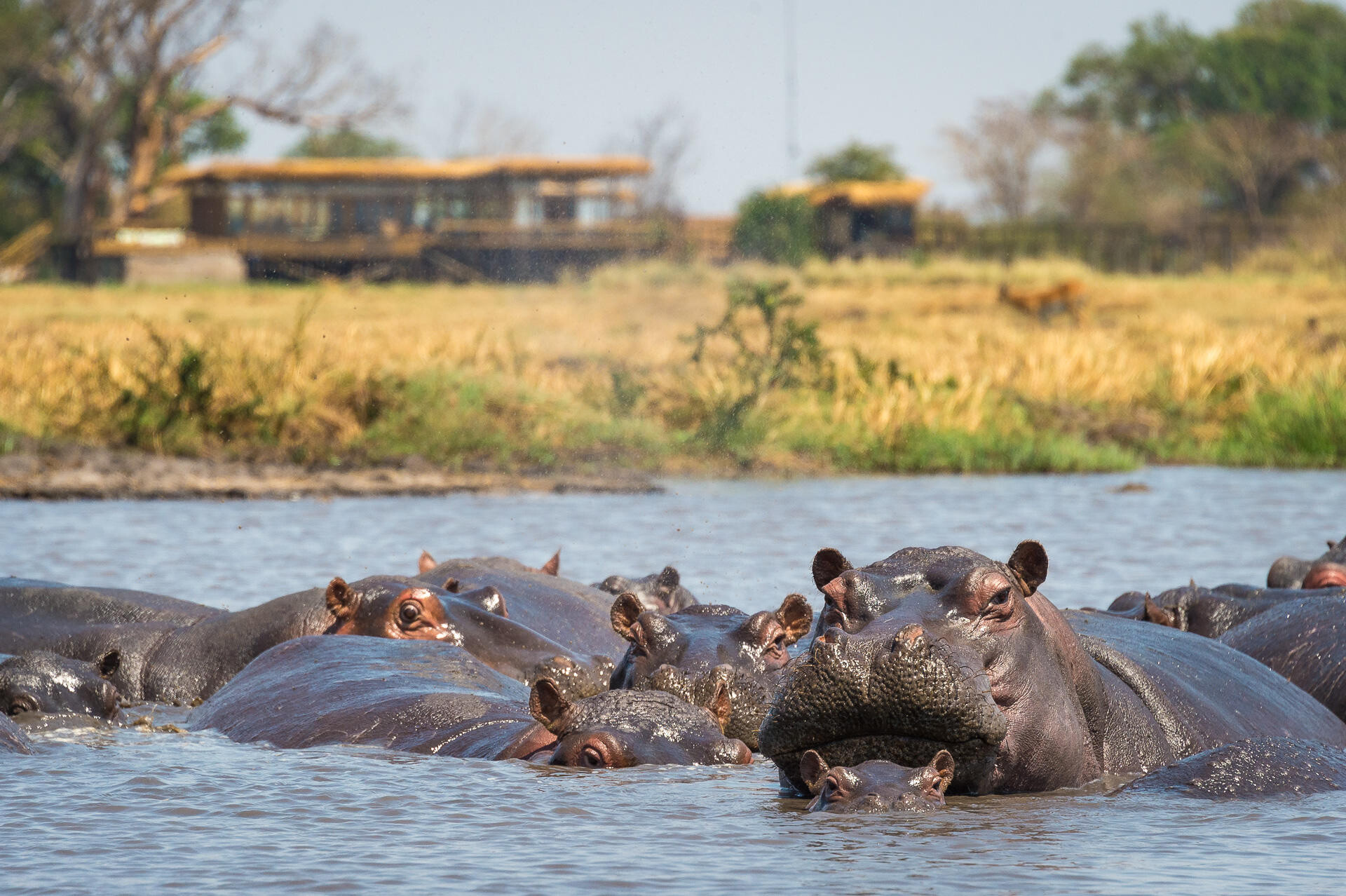 Hippos at Wilderness Shamba