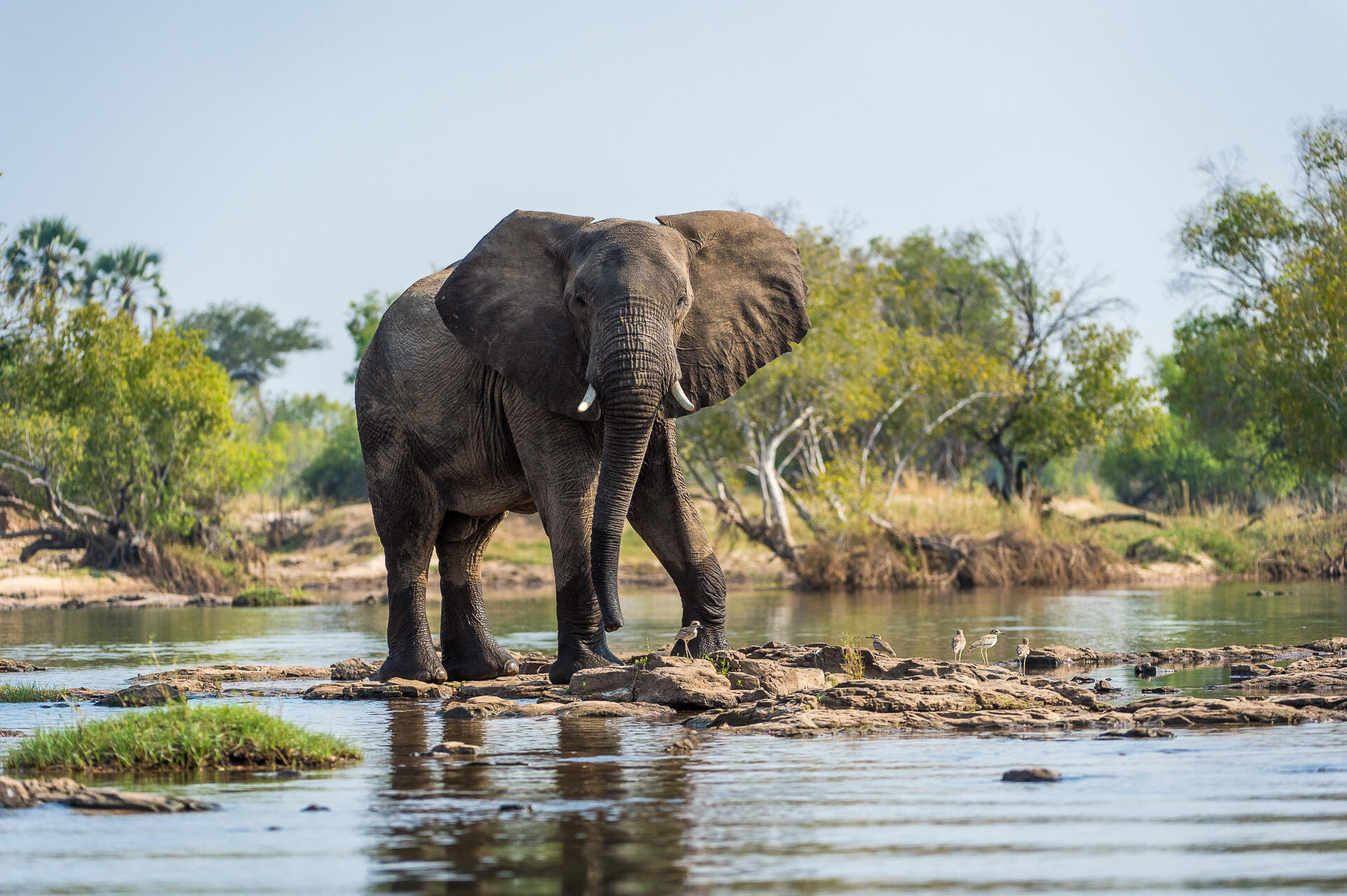 Elephants in Zambia
