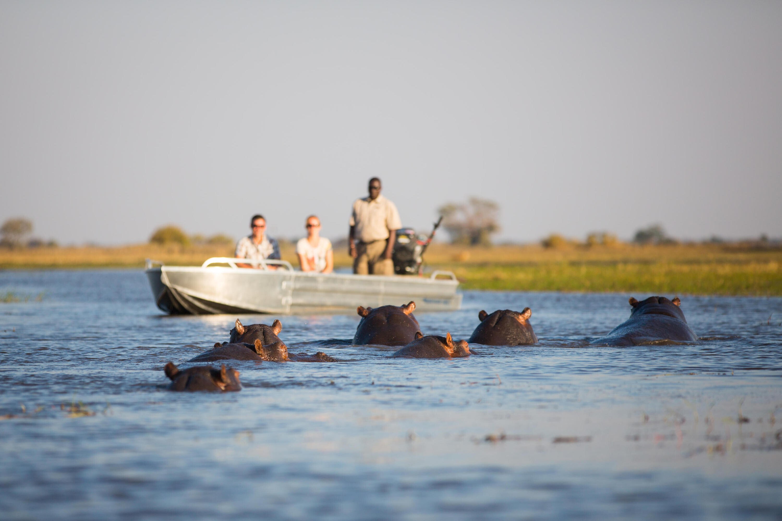 Hippos in Victoria Falls